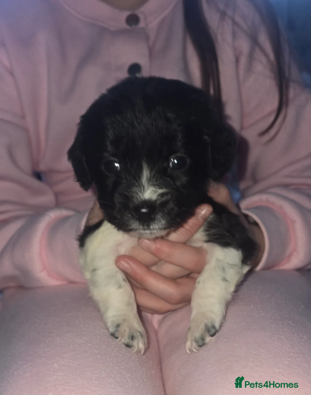 Maltipoo dogs for sale: Maltipoo puppies  - Advert 12