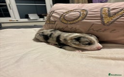 Border Collie dogs for sale: Border collie puppy’s ready to reserve  - Image 24