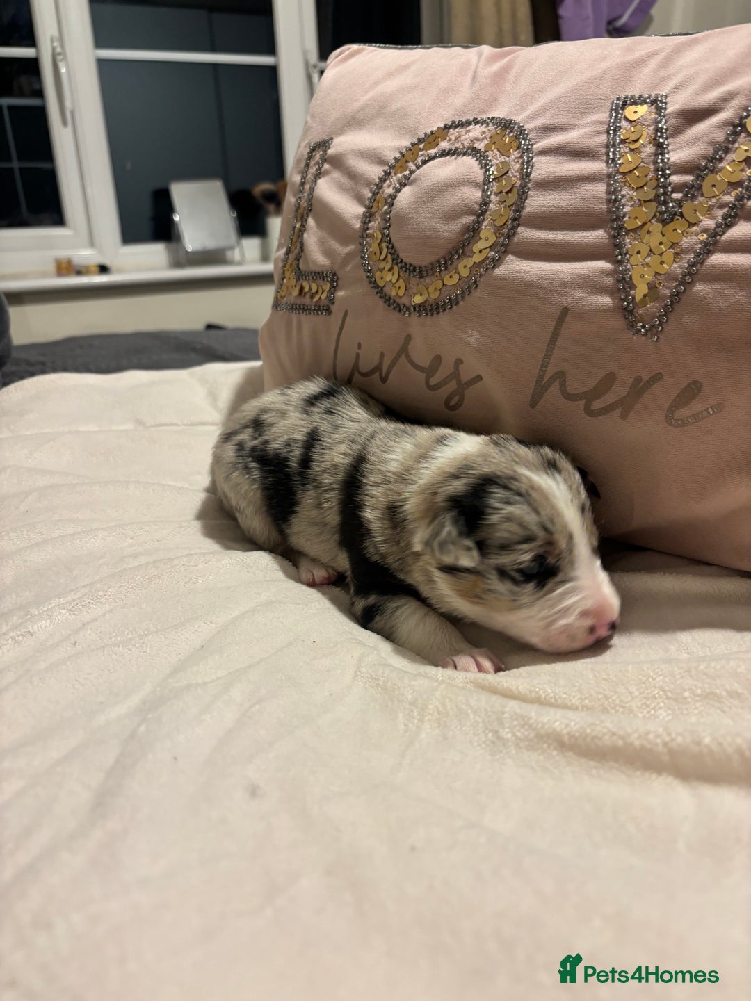 Border Collie dogs for sale: Border collie puppy’s ready to reserve  - Image 24