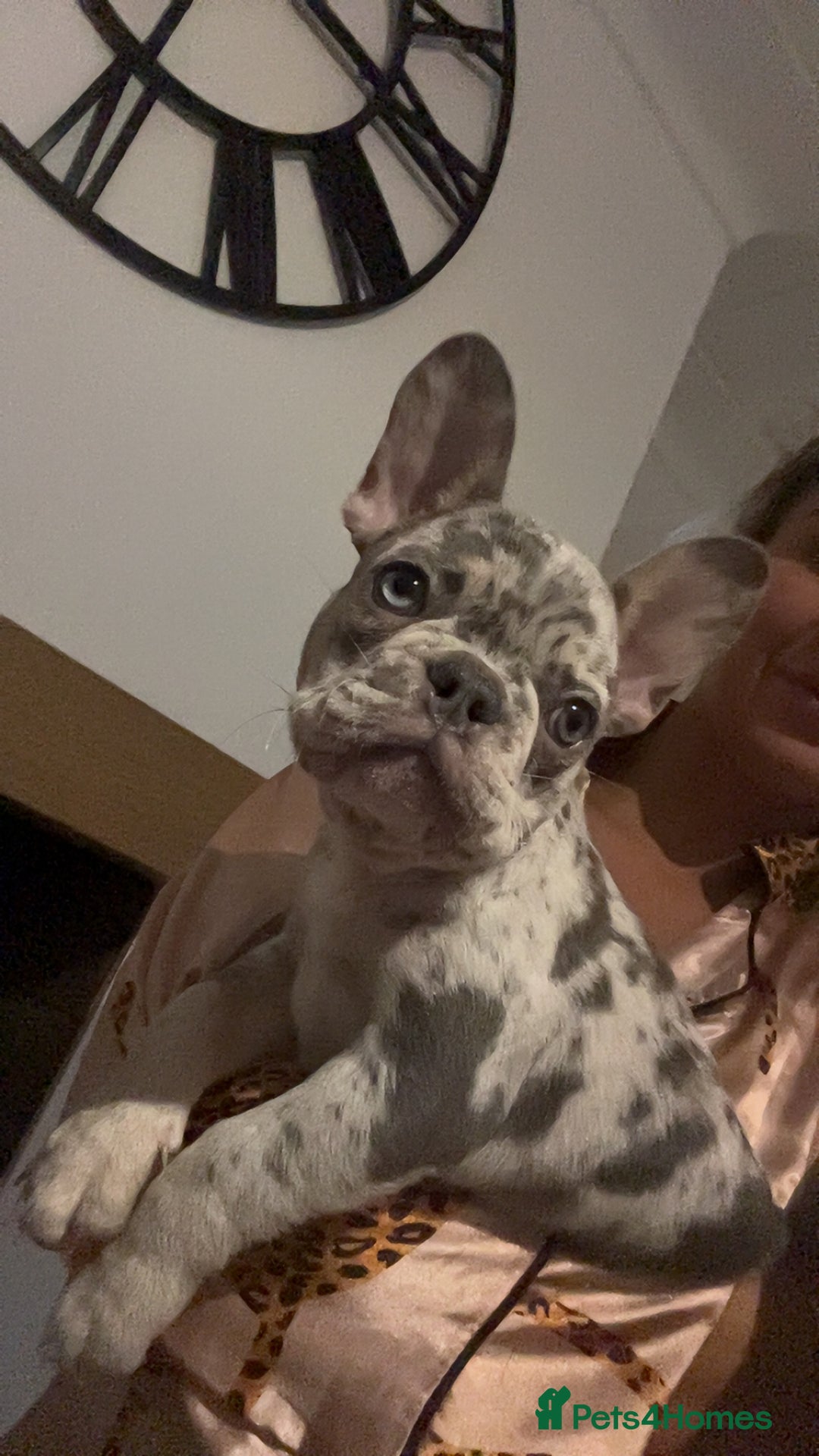 French Bulldog dogs for sale: French bull dog puppy  - Image 3