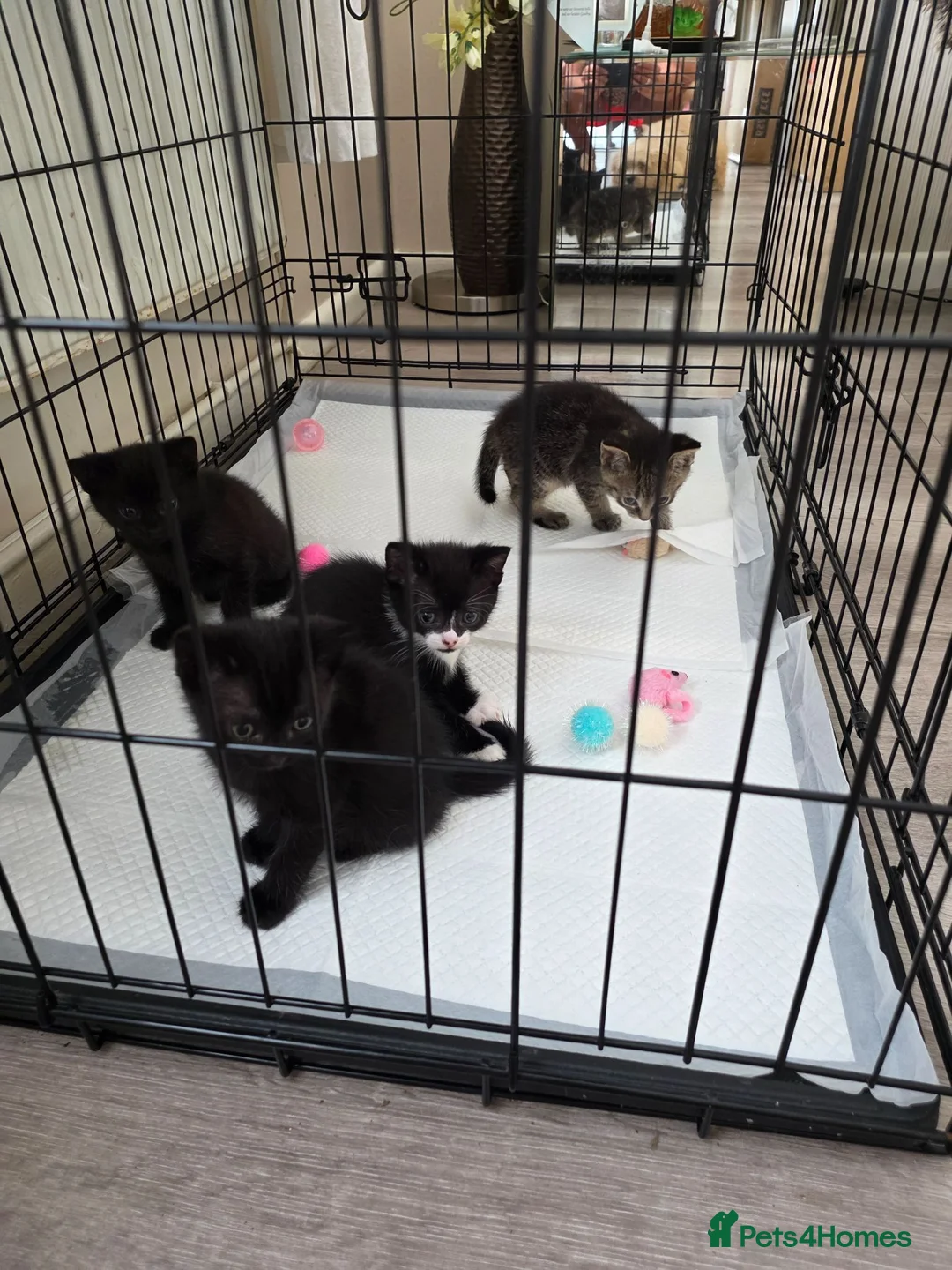 Russian Blue cats for sale: Russian tabys - Advert 2