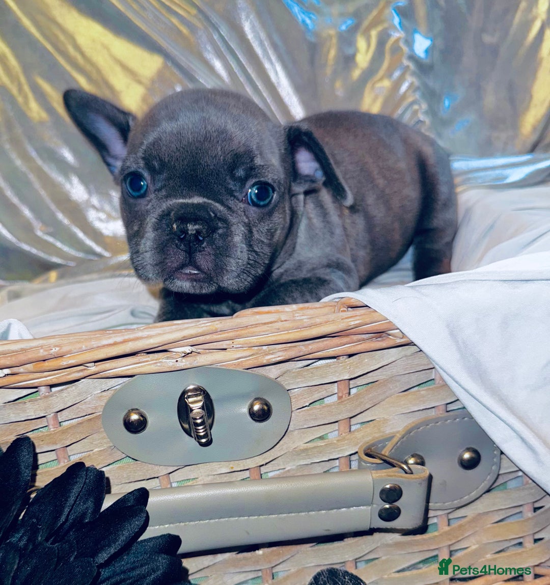 French Bulldog dogs for sale: French Bulldogs  - Image 19