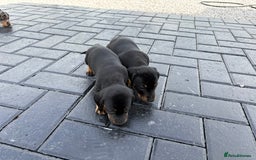 Dachshund dogs for sale: Miniature dachshund - Image 8
