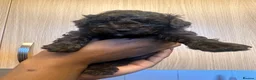 Toy Poodle dogs for sale: Adorable Chocolate Curly-Coated Puppies for Sale - Advert 3