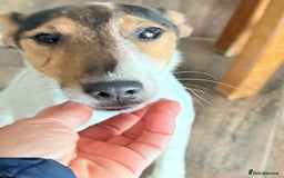 Fox Terrier dogs for adoption: Sweet Mizzo looking for LOVE - Image 28