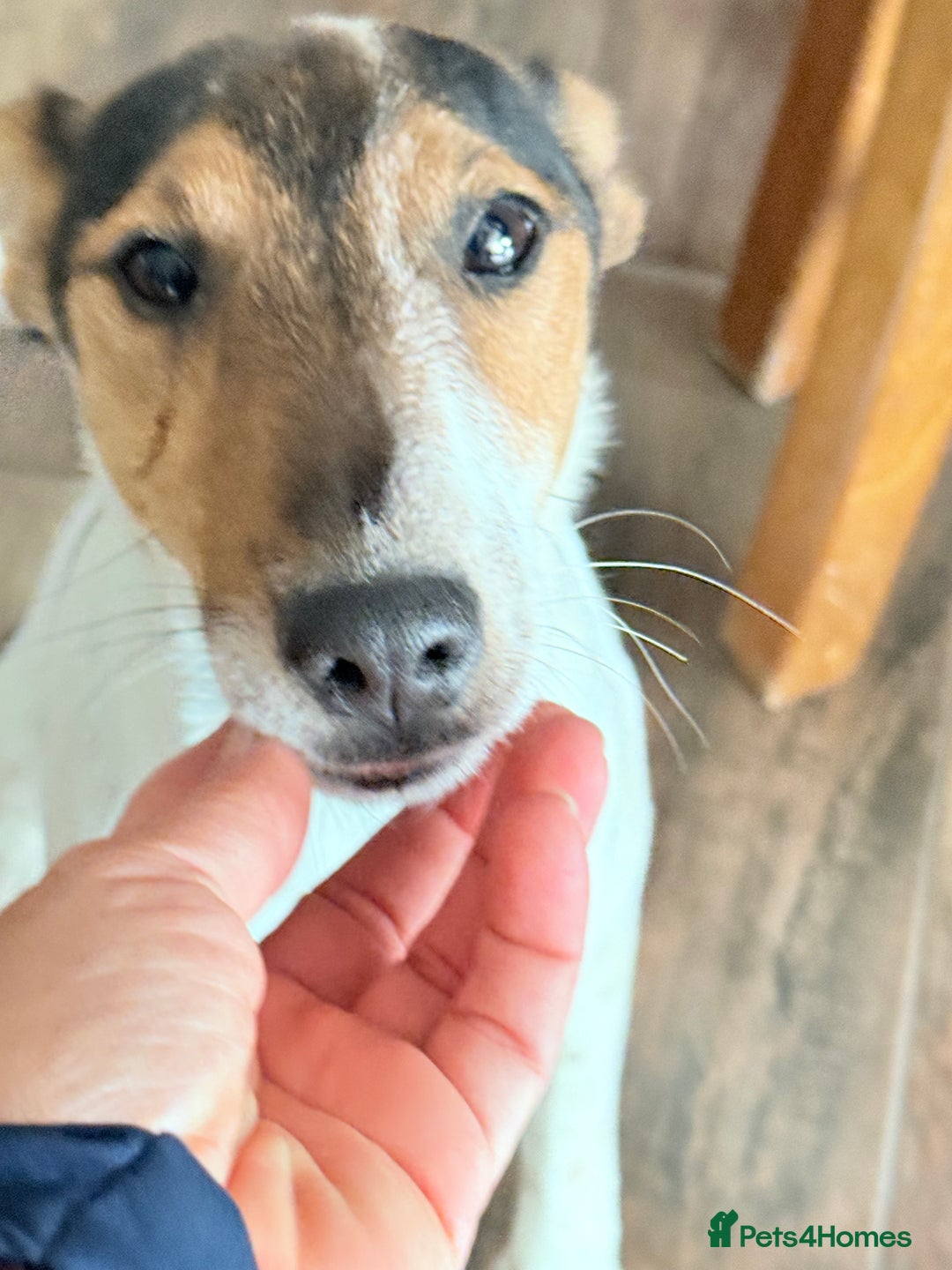 Fox Terrier dogs for adoption: Sweet Mizzo looking for LOVE - Image 28