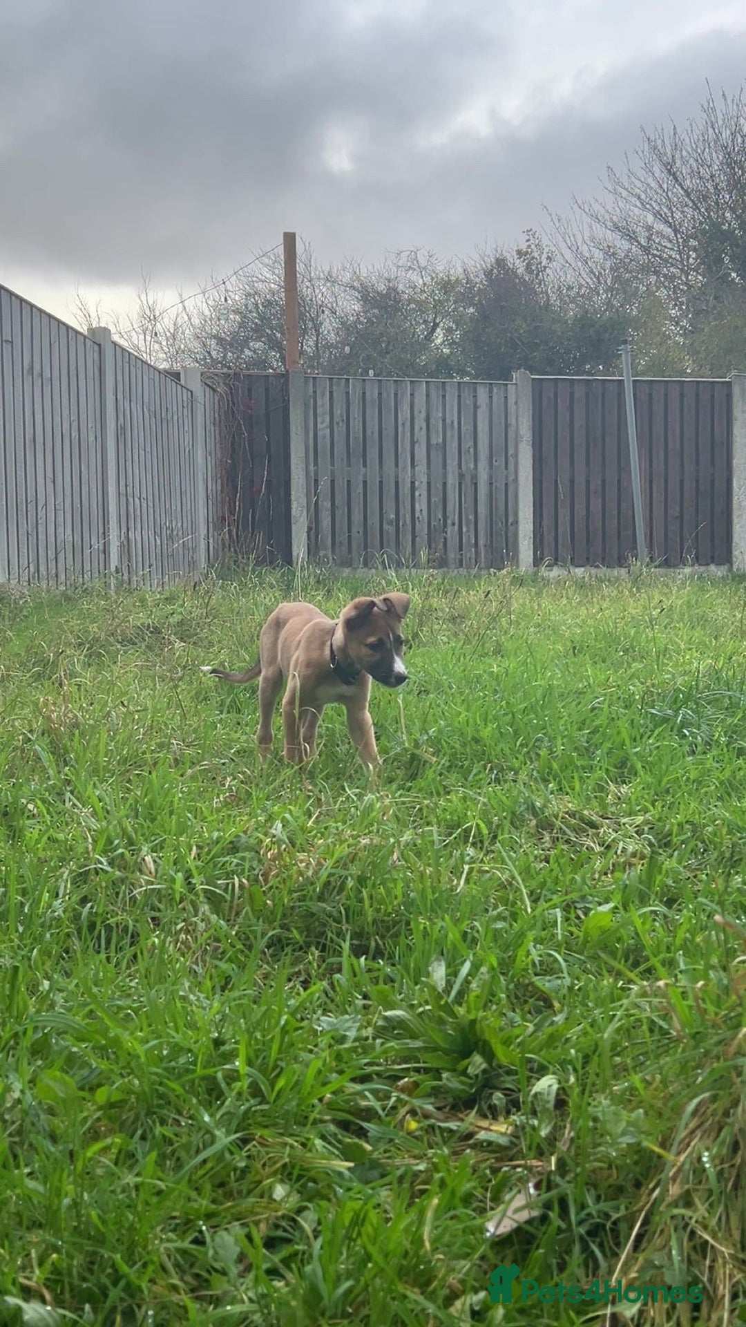 Mixed Breed dogs for sale: Collie bull greyhound puppies - Image 4