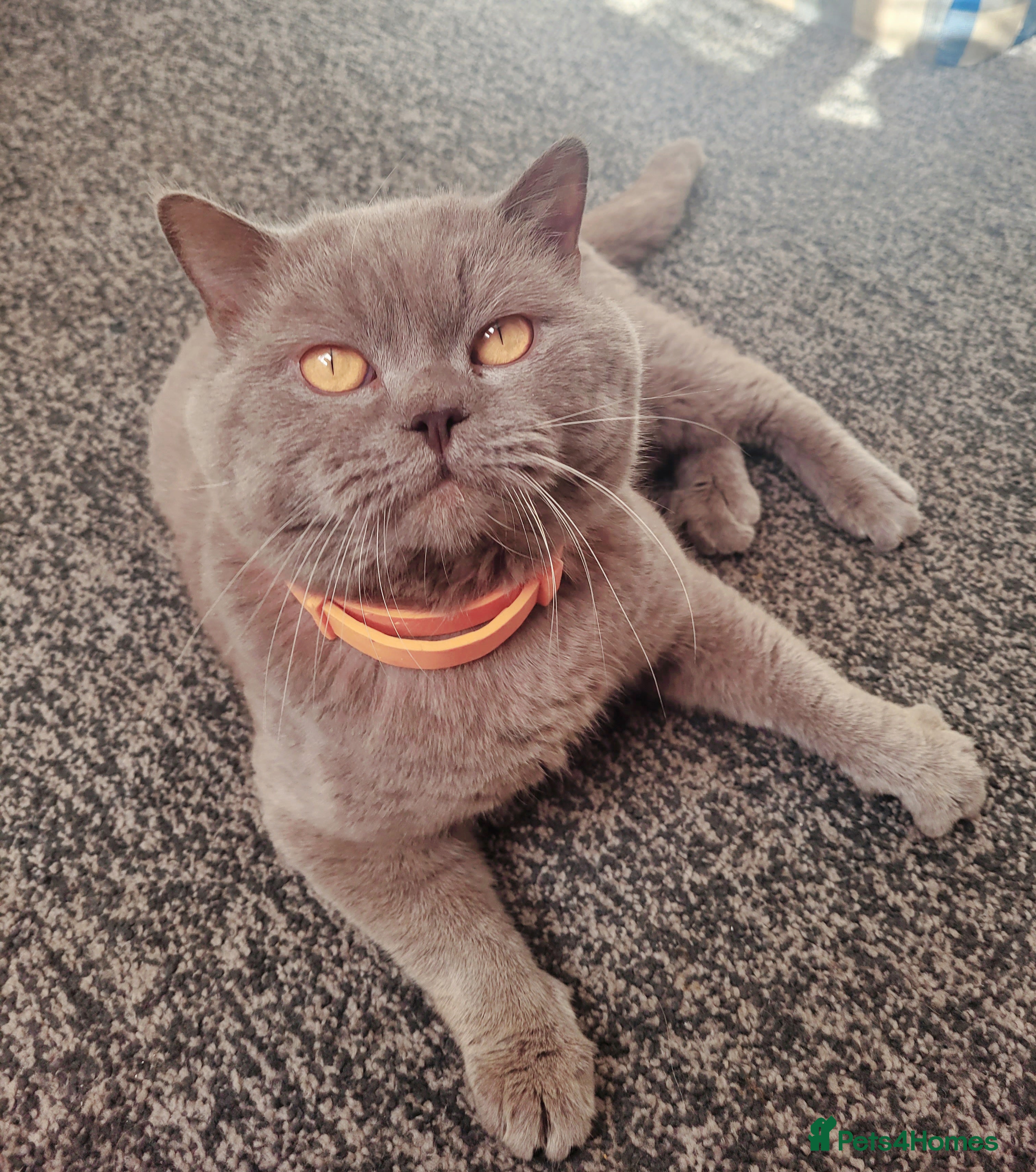 British Shorthair cats Lilac GCCF active stud Manchester  - Advert 4