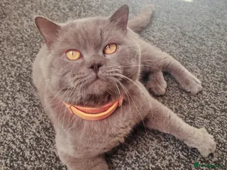 British Shorthair cats Lilac GCCF active stud Manchester - Advert 4