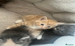British Shorthair cats for sale: British short hair x - Image 28