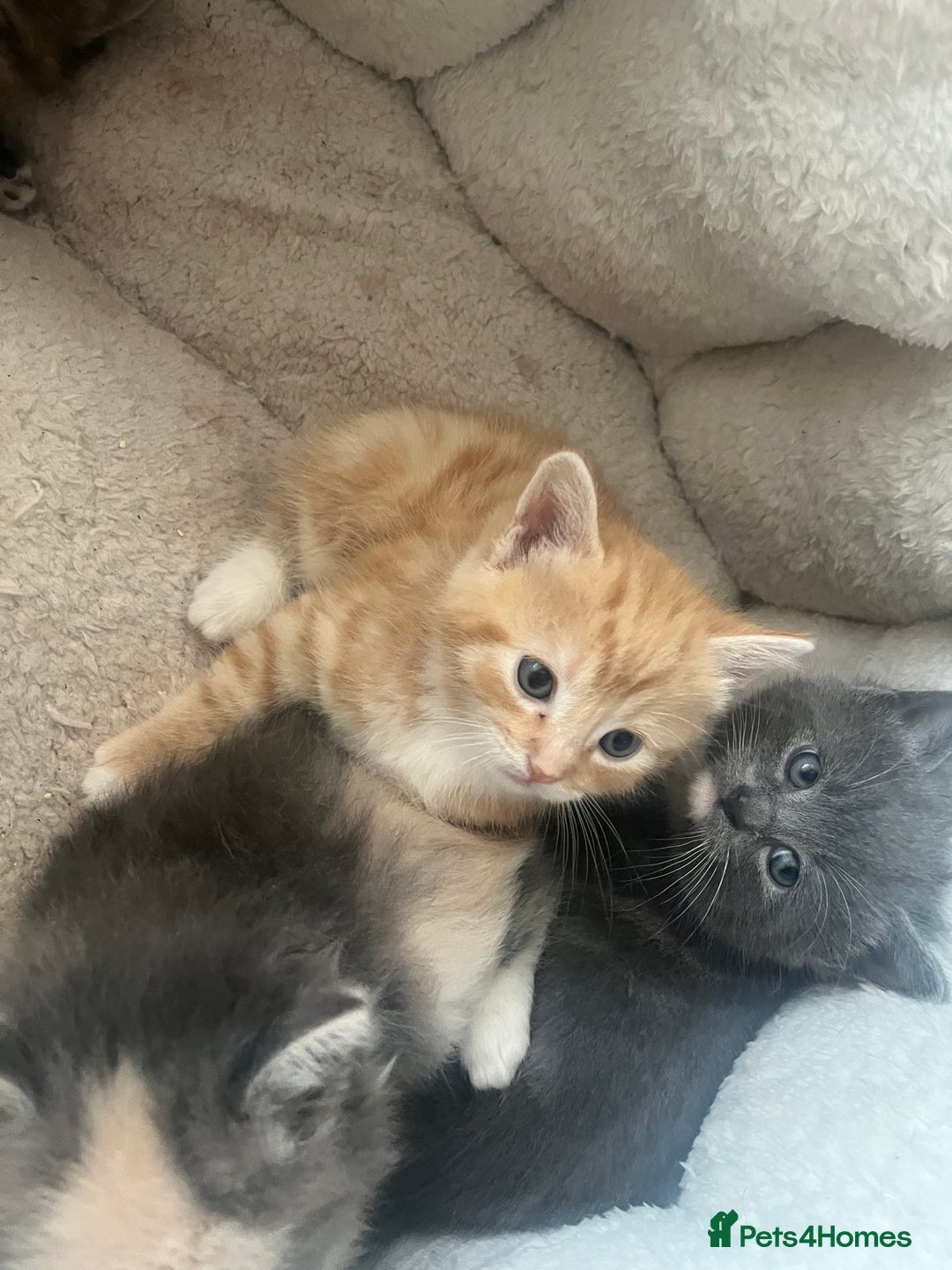 British Shorthair cats for sale: British short hair x - Image 28