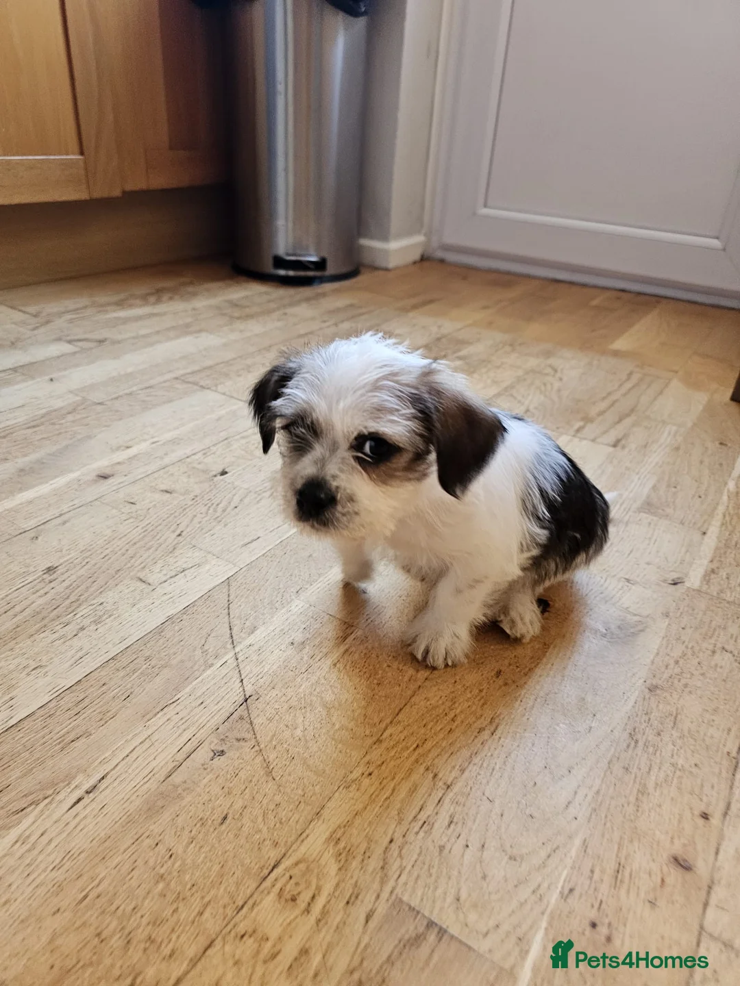 Mixed Breed dogs for sale: Shin tzu cross puppies - Advert 33