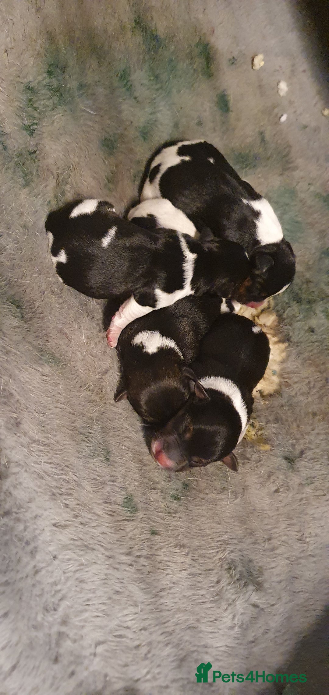 Jack Russell dogs for sale: 5 beautiful short legged Jack russell pups - Image 4