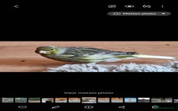 Canaries birds for sale: Two Canary Birds for sale, £20 each - Image 25