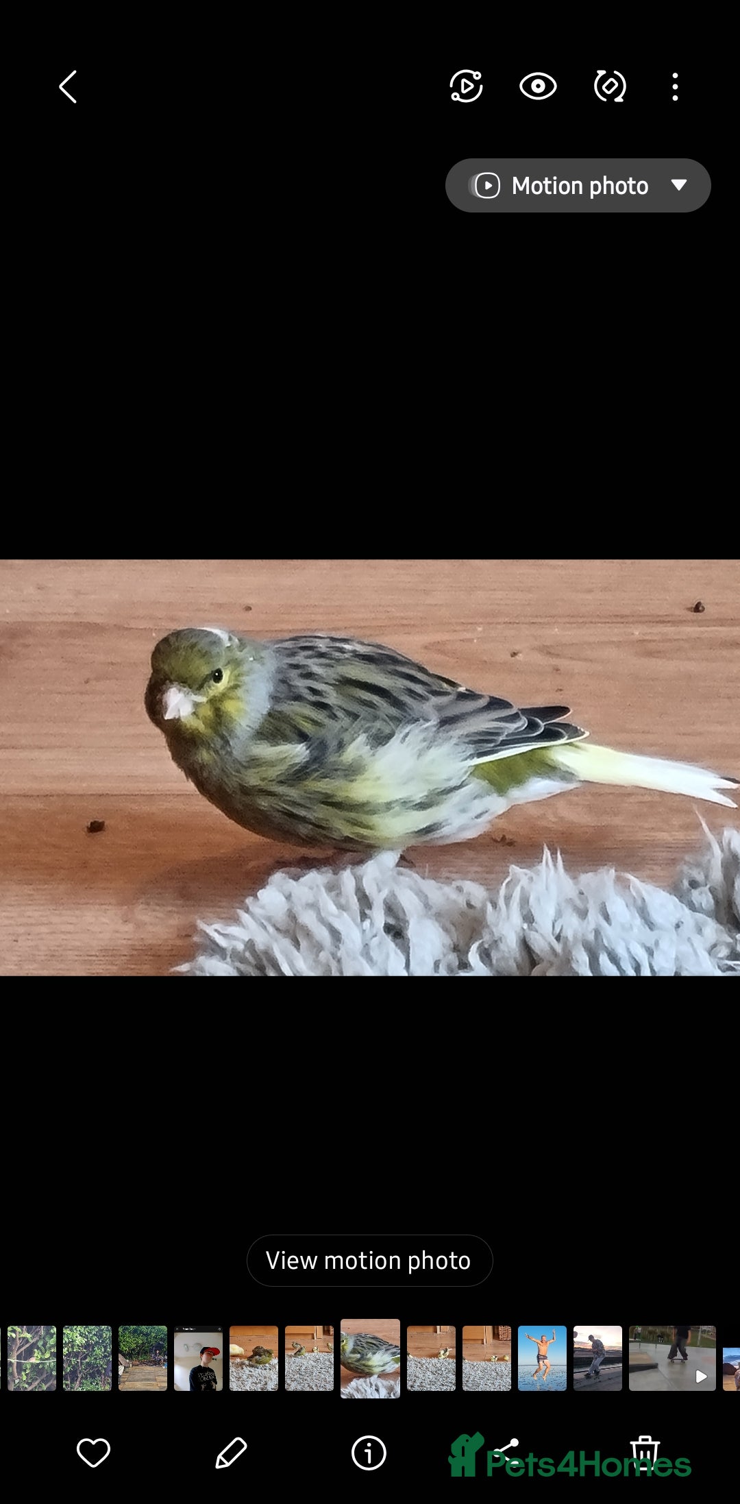 Canaries birds for sale: Two Canary Birds for sale, £20 each - Image 25