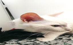 LaPerm cats for sale: Lilac point longhaired curly LaPerm kitten - Image 17