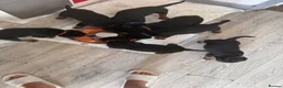 Rottweiler dogs for sale: Absolutely stunning Rottweiler puppies  - Advert 8