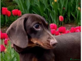 Miniature Dachshund dogs EXPERIENCED STUD KC/PRA CLEAR SHOW LINE STUD in Manchester - Advert 10