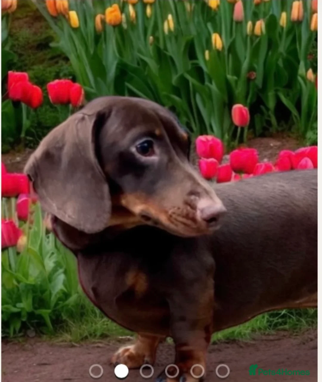 Miniature Dachshund dogs for stud: EXPERIENCED CHAMP 25 LINE MINI KC PRA CLEAR STUD in Manchester - Advert 1