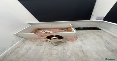 English Springer Spaniel dogs - Advert 5