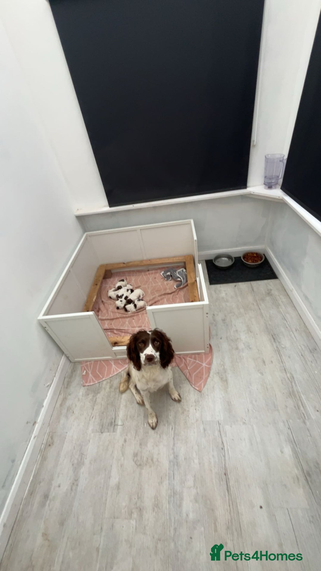 English Springer Spaniel dogs for sale: Springer spaniel puppies - Image 2