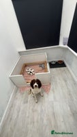 English Springer Spaniel dogs - Advert 4