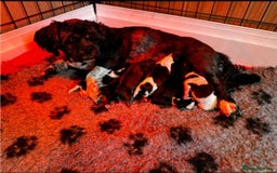 Lhasa Apso dogs for sale: 4 Lhasa Apso babies  - Image 13