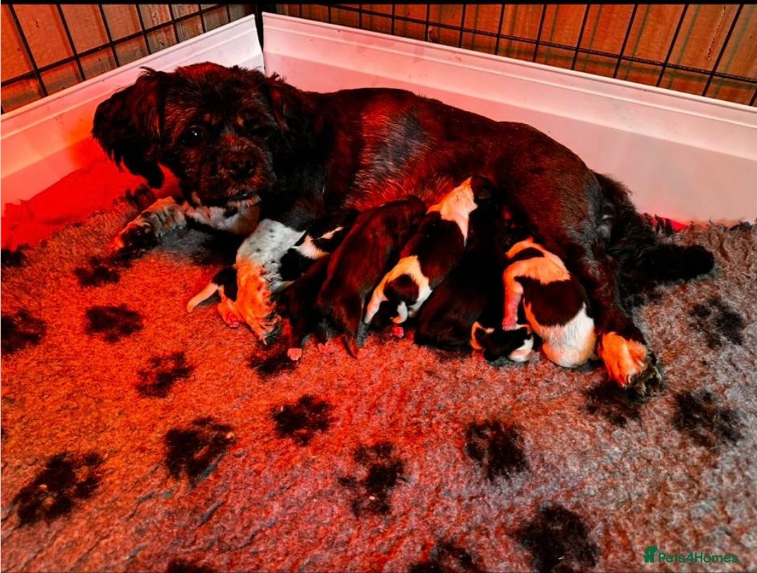 Lhasa Apso dogs for sale: 4 Lhasa Apso babies  - Image 13