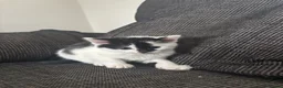 Mixed Breed cats for sale: 5 Kittens  in Lochgelly - Advert 7