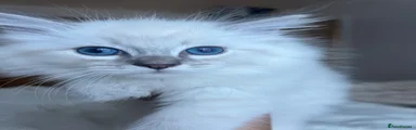Mochi