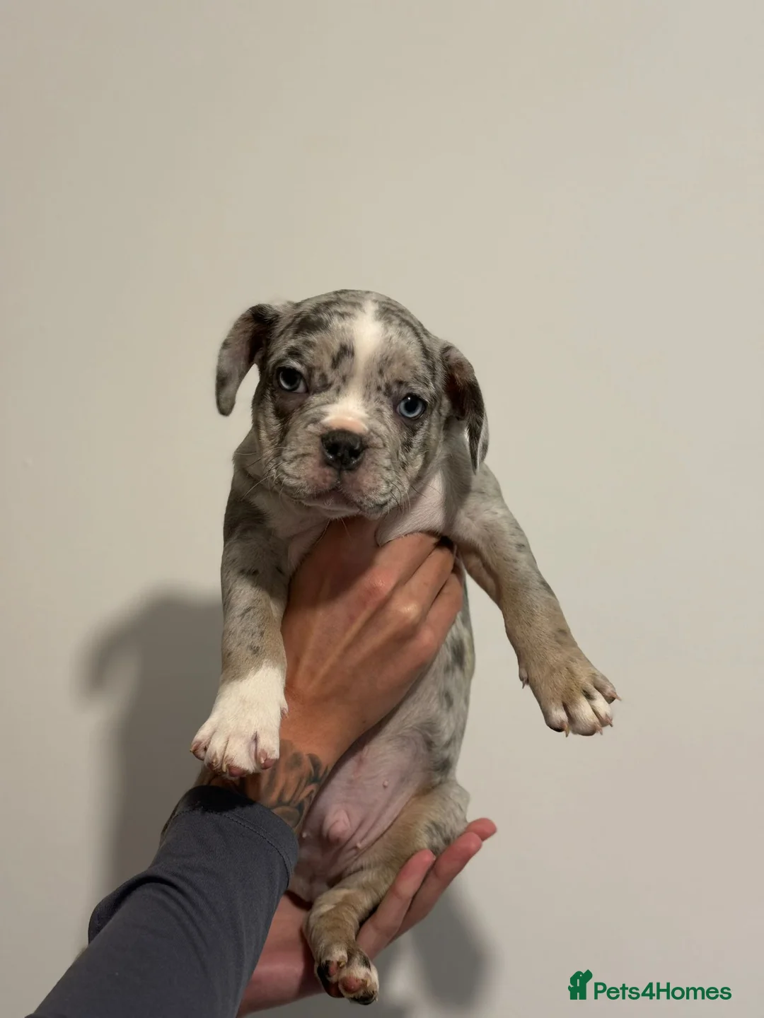 French Bulldog dogs for sale: French bulldogs  - Advert 6