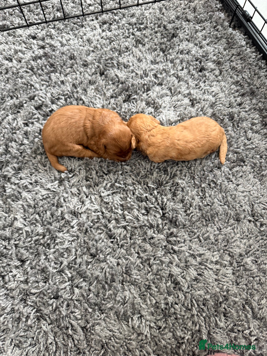 Cockapoo dogs for sale: F1B cockapoofor sale - Image 3