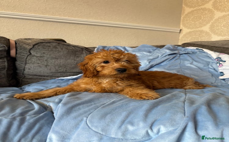 Cockapoo dogs - Advert 5