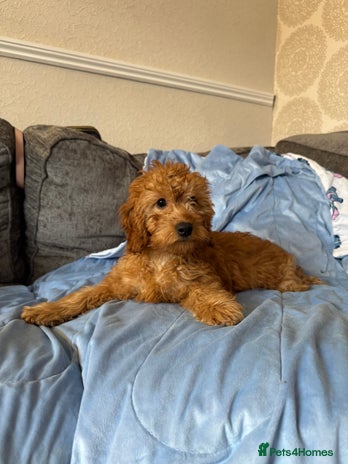 Cockapoo dogs - Advert 5