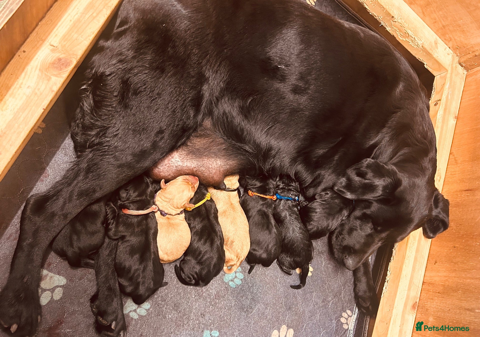 Labrador Retriever dogs *8 Working Line Labrador Puppies* - Advert 1