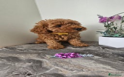 Toy Poodle dogs for sale: Beautiful Red Toy Poodle Puppies - Image 16