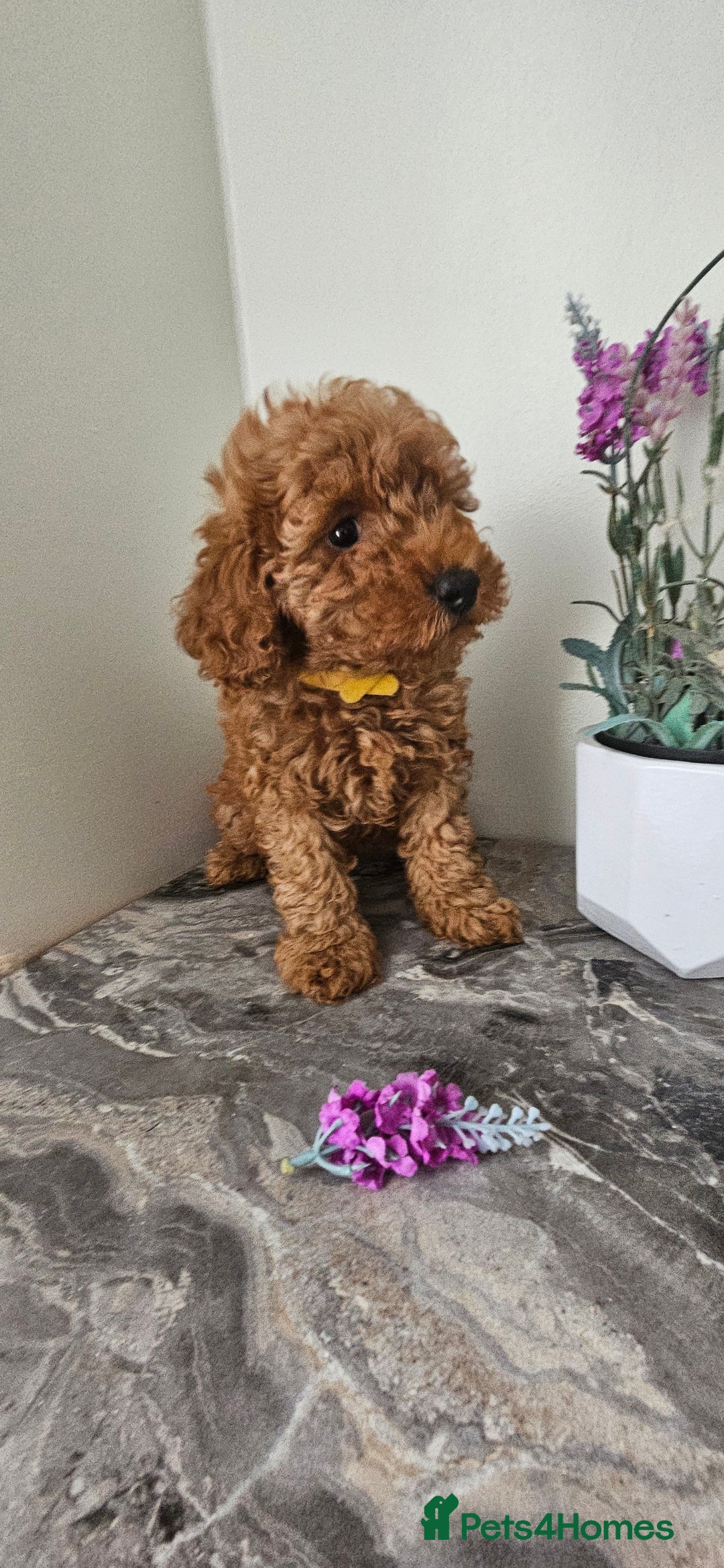 Toy Poodle dogs for sale: Beautiful Red Toy Poodle Puppies - Image 16