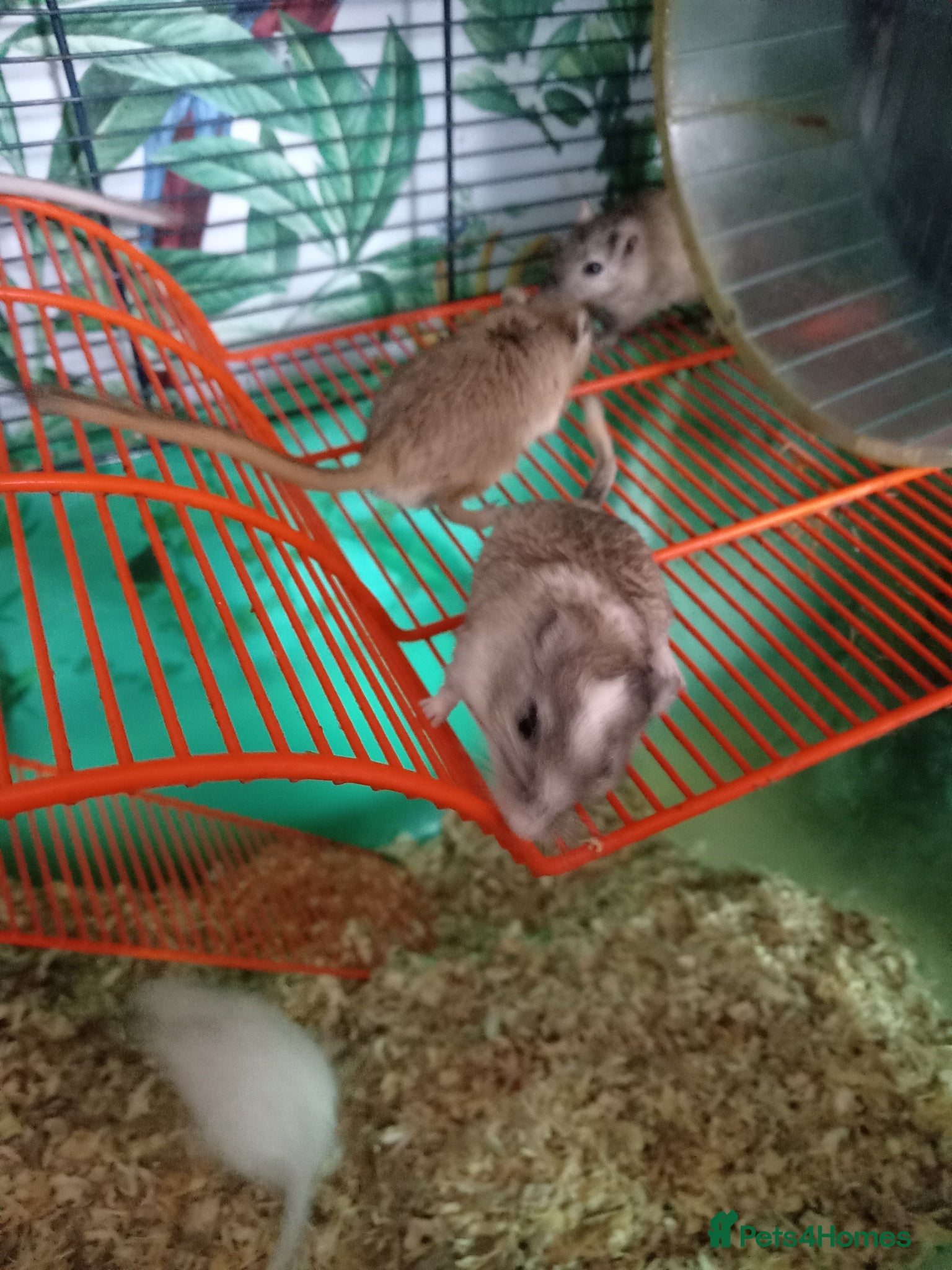 Gerbil rodents for sale: Gerbil girls and boys available  - Advert 2