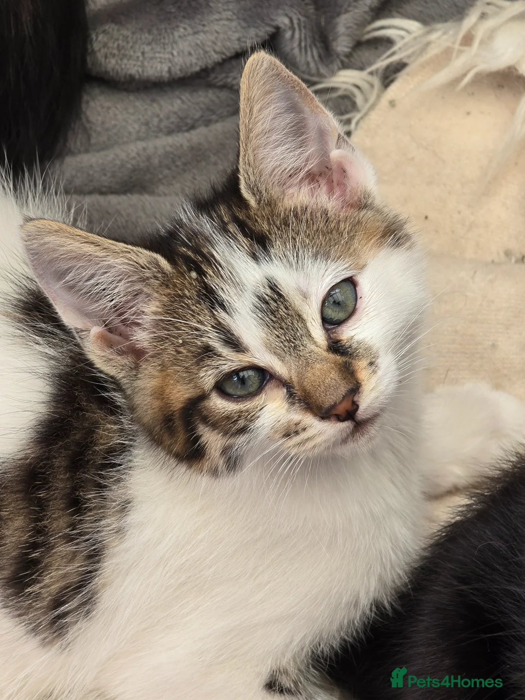 Domestic Shorthair cats for sale: Two female and one male kittens  - Advert 2