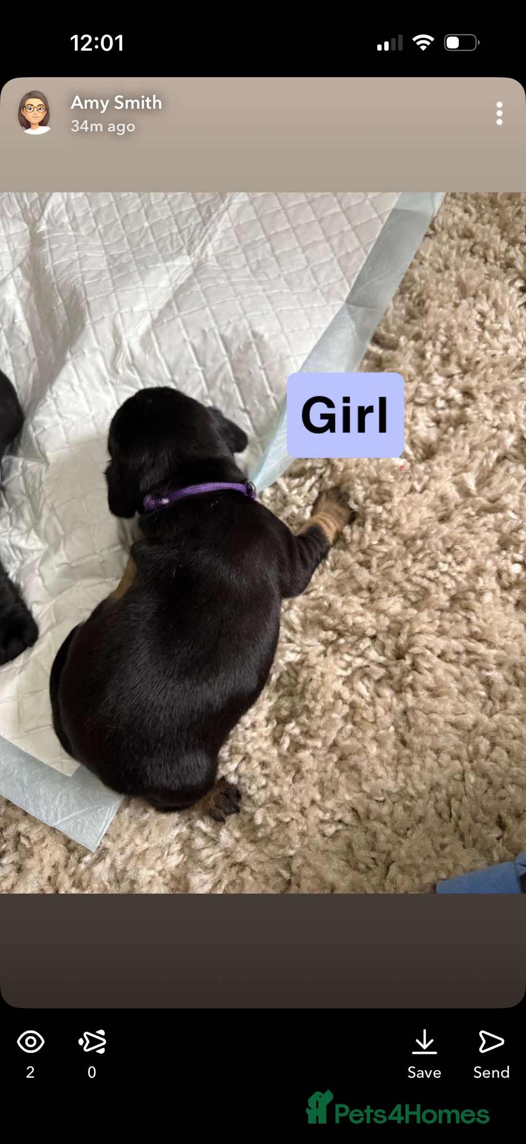 Mixed Breed dogs for sale: Frocker puppies - Advert 9