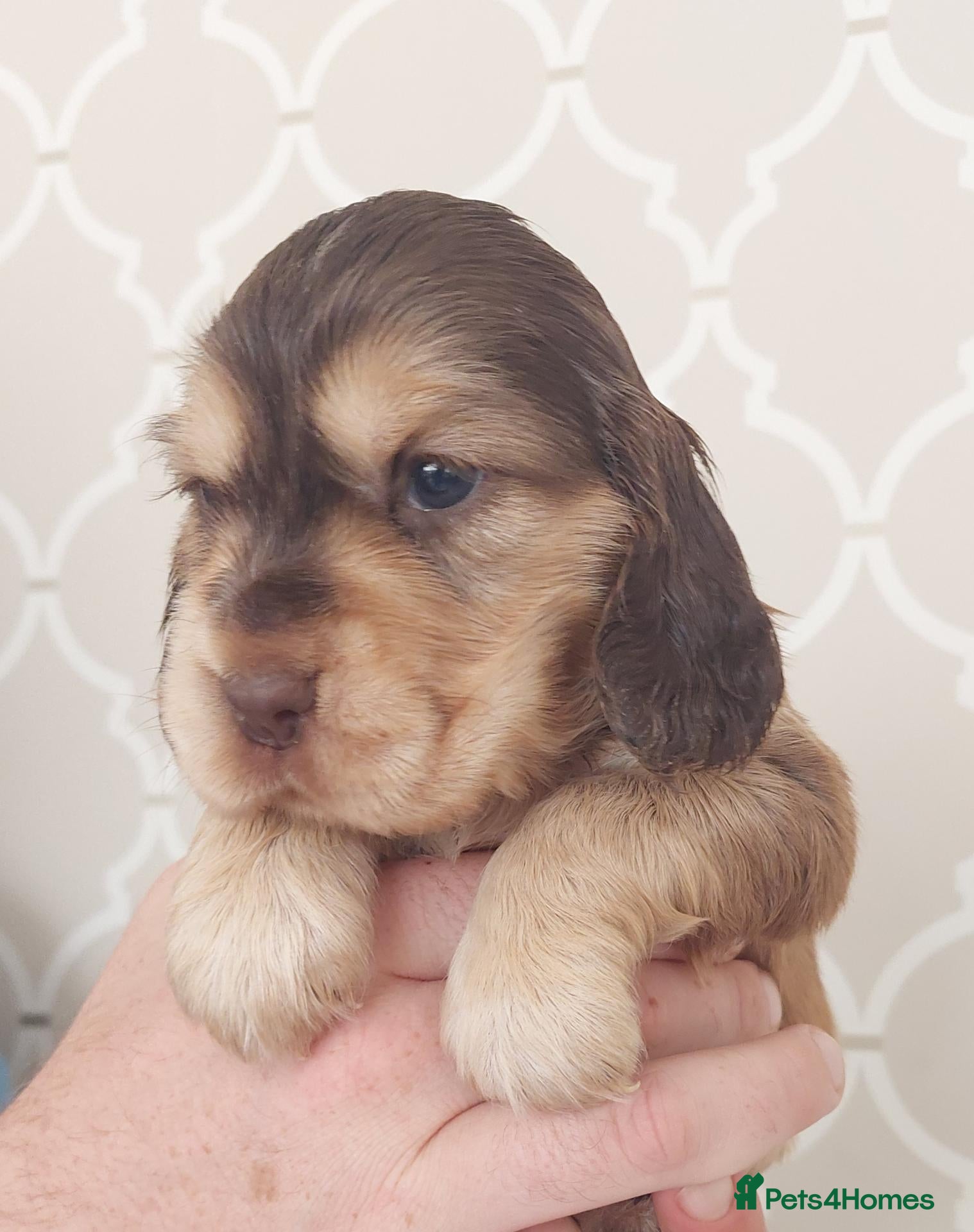 Cocker Spaniel dogs for sale: BEAUTIFUL KC REG SHOW TYPE COCKER SPANIEL PUPPIES - Advert 1