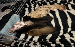 Mixed Breed dogs for sale: Stunning staffy x collie puppies  - Image 2