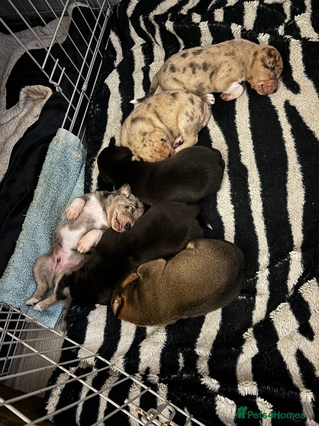 Mixed Breed dogs for sale: Stunning staffy x collie puppies  - Image 2