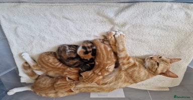 Mixed Breed cats - Advert 11