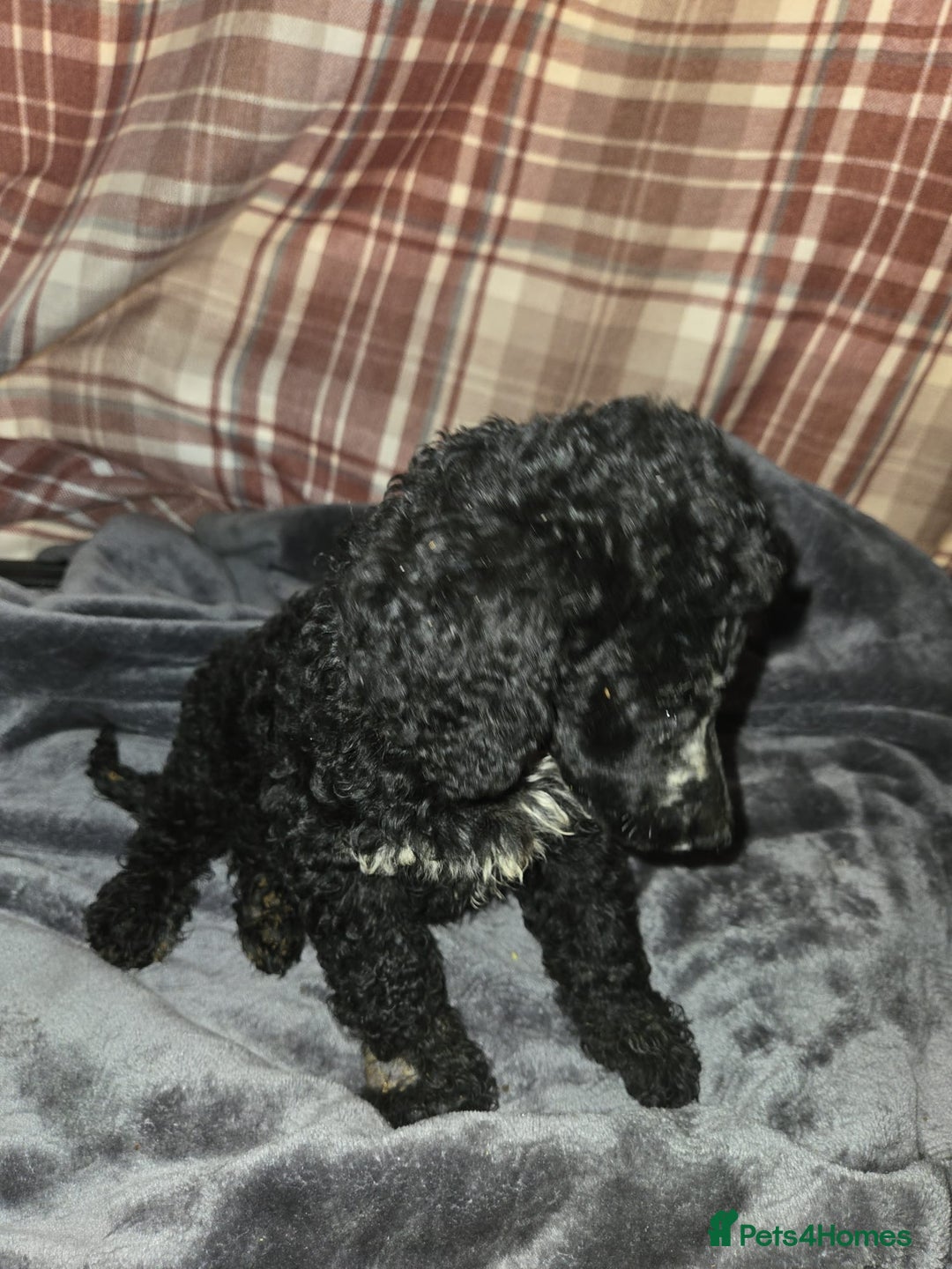 Mixed Breed dogs for sale: Amazing cuddly male pups cockapoo - Image 2