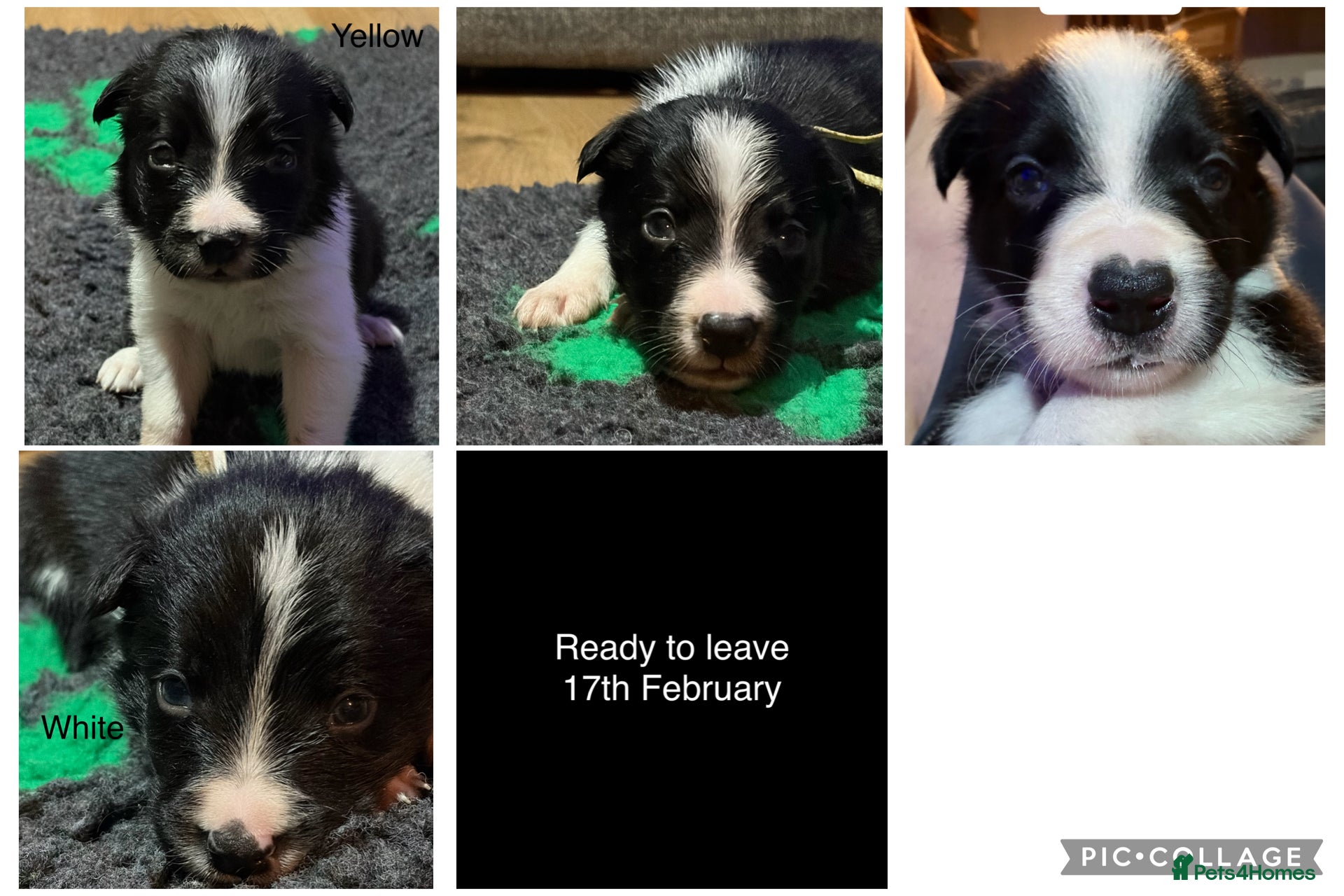 Border Collie dogs *NOW TAKING VIEWINGS* Border Collie Pups  - Advert 2