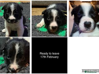 Border Collie dogs *NOW TAKING VIEWINGS* Border Collie Pups - Advert 2