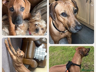 Rhodesian Ridgeback dogs - Advert 11