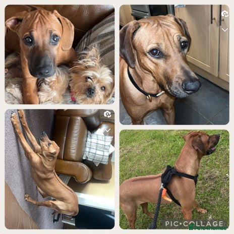 Rhodesian Ridgeback dogs - Advert 4
