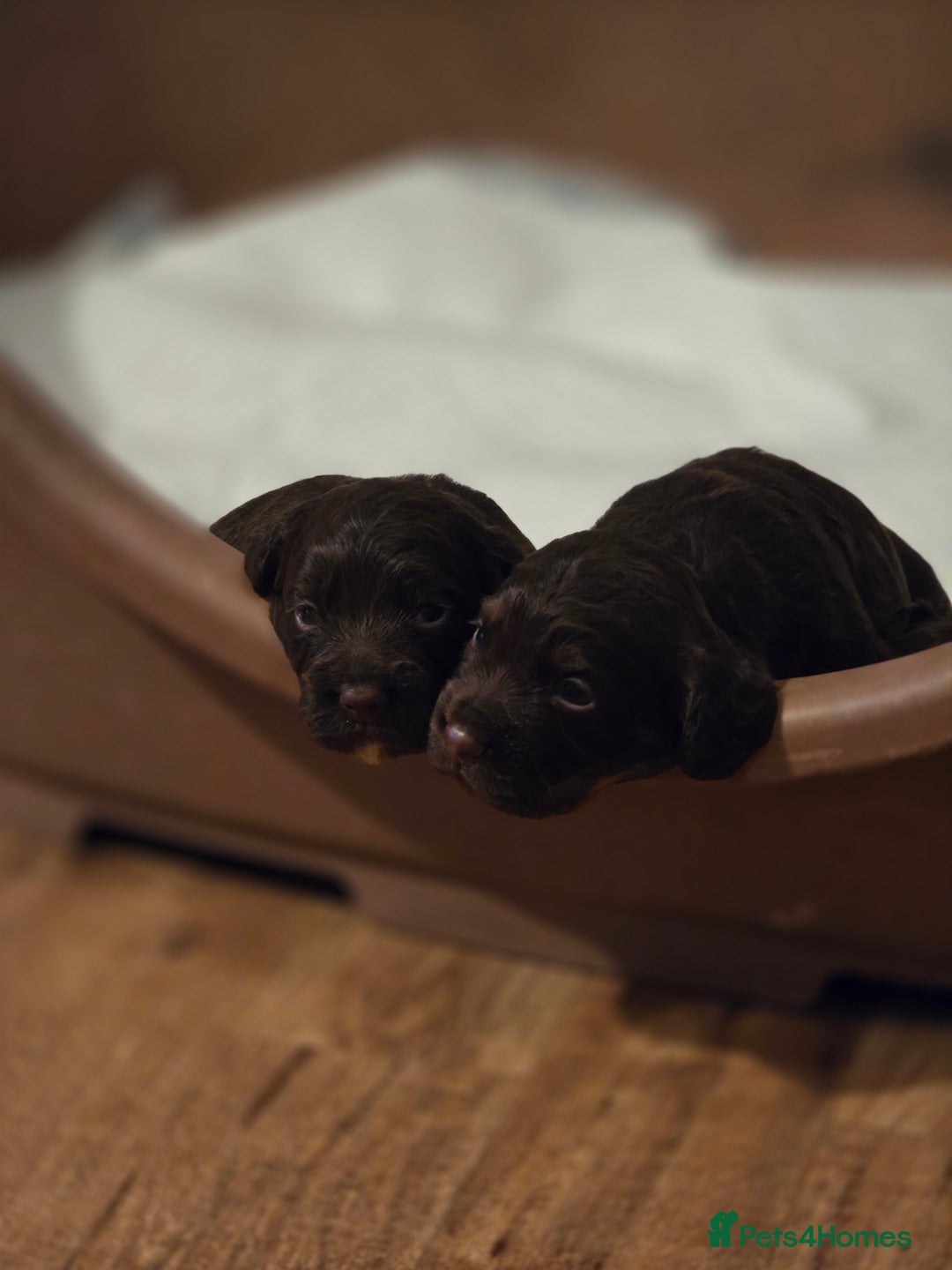 Cocker Spaniel dogs for sale: Cocker spaniel puppies - Advert 5